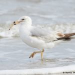 7756 Herring Gull (Laurs argentatus), Galveston, Texas