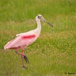 7765 Roseate Spoonbill (Platalea ajaja), Galveston, Texas