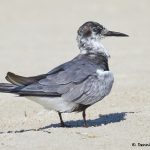 7772 Black Tern (Chlidonias niger), Galveston, Texas