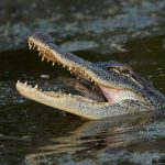 7806 American Alligator, Anahuac NWR, Texas