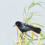 7853 Boat-tailed Grackle (Quiscalus major), Anahuac NWR, Texas