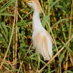 7832 Nesting Cattle Egret (Bubulcus ibis), Anahuac NWR, Texas