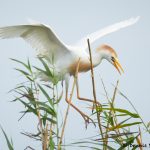 7823 Nesting Cattle Egret (Bubulcus ibis), Anahuac NWR, Texas