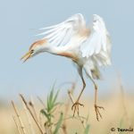 7830 Nesting Cattle Egret (Bubulcus ibis), Anahuac NWR, Texas