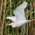 7831 Breeding Cattle Egret (Bubulcus ibis), Anahuac NWR, Texas