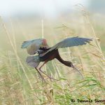 7816 Nesting White-faced Ibis (Plegadis chihi), Anahuac NWR, Texas