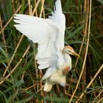 7840 Nesting Cattle Egret (Bubulcus ibis), Anahuac NWR, Texas