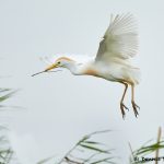 7841 Nesting Cattle Egret (Bubulcus ibis), Anahuac NWR, Texas