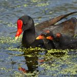 7855 Common Gallinule and Chicks (Gallinula galeata), Anahuac NWR, Texas