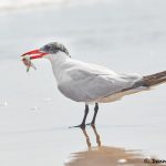 7912 Caspian Tern (Hydroprogne casspia), Bolivar peninsula, Texas