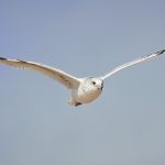 7859 Ring-billed Gull (Laurs delawarensis)