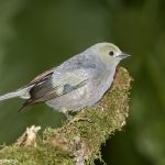 7975 Palm Tanager (Thraupis palmarum), Laguna del Lagarto, Costa Rica