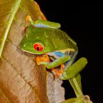 1994 Red-eyed Green Tree Frog (Agalychnis callidryas), Arenal Oasis Lodge, Costa Rica