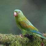 7970 Orange-chinned Parakeet (Brotogeris jugularis), Laguna del Lagarto Lodge, Costa Rica