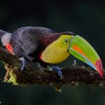 7946 Keel-billed Toucan (Ramphastos sulfuratus), Laguna del Lagarto Lodge, Costa Rica