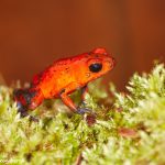7957 Strawberry Poison Dart Frog (Dendrobates pumillo), Laguna del Lagarto Lodge, Costa Rica