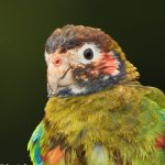 7959 Brown-hooded Parrot (Pionopsitta haematotis), Laguna del Lagarto, Costa Rica