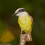 7956 Great Kiskadee (Pitangus sulphyratus), Laguna del Lagarto, Costa Rica