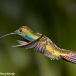7960 Rufous-tailed Hummingbird (Amazilia tzacatl), Laguna del Lagarto Lodge, Costa Rica