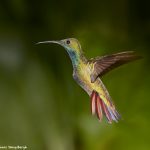 7955 Rufous-tailed Hummingbird (Amazilia tzacatl), Laguna del Lagarto Lodge, Costa Rica
