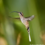 7953 Long-billed Hermit (Phaethornis longirostris), Laguna del Largarto, Costa Rica