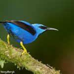 7997 Shining Honeycreeper (Cyanerpes lucidus), Laguna del Lagarto, Costa Rica