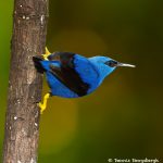 7954 Shining Honeycreeper (Cyanerpes lucidus), Laguna del Lagarto, Costa Rica