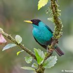 7946 Green Honeycreeper (Chlorophanes spiza), Laguna del Lagarto, Costa Rica