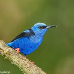 8000 Male Red-legged Honeycreeper (Cyanerpes cyaneus), Laguna del Lagarto, Costa Rica