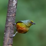 8002 Male Olive-backed Euphonia (Euphonia gouldi), Laguna del Lagarto, Costa Rica