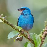 7988 Male Blue Dacnis (Dacnis cayana), Laguna del Largarto, Costa Rica