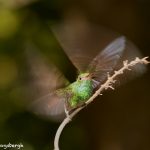 2047 Rufous-tailed Hummingbird (Amazilia tzacatl), Laguna del Lagarto Lodge, Costa Rica