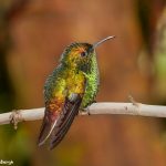 1983 Coppery-headed Emerald Hummingbird (Elvira cupreiceps), Peace Lodge, Costa Rica