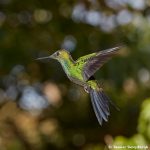 7985 Garden Emerald (Chlorostilbon assimilis), Peace Lodge, Costa Rica