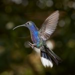 7952 Violet Sabrewing Hummingbird (Campylopterus hemileucurus), Peace Lodge, Costa Rica