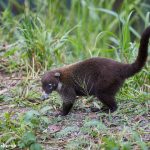 2050 White-nosed Coati (Nasua narica), Costa Rica