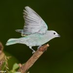 7977 Blue-gray Tanager (Thraupis episcopus), Laguna del Lagarto, Costa Rica