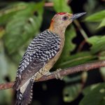 7979 Hoffmann's Woodpecker (Melanerpes hoffmannii), Laguna del Lagarto, Costa Rica