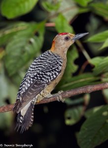 7979 Hoffmann's Woodpecker (Melanerpes hoffmannii), Laguna del Lagarto, Costa Rica