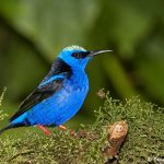 6169 Male Red-legged Honeycreeper (Cyanerpes cyaneus), Laguna del Lagarto, Costa Rica