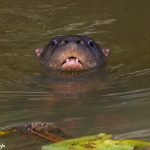 1979 Neotropical River Otter (Lontra longicaudis), Laguna del Lagarto, Costa Rica