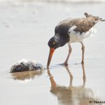 7883 American Oystercatcher (Haematopus palliates), Bolivar Peninsula, Texas