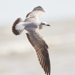 7873 Laughing Gull (Leucophaeus atricilla), Bolivar Peninsula, Texas