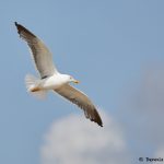 7890 Glaucous Gull (Larus hyperboles), Bolivar Peninsula, Texas