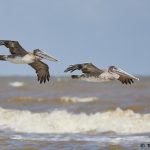 7896 Juvenile Brown Pelican (Pelicanus occidentals), Bolivar Peninsula, Texas, October