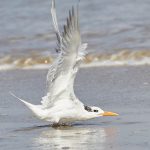 7902 Elegant Tern (Thalasseus elegans), Bolivar Peninsula, Texas