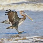 7903 Juvenile Brown Pelican (Pelicanus occidentals), Bolivar Peninsula, Texas