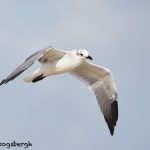 7905 Laughing Gull, Bolivar Peninsula, TX