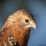 7935 Red-shouldered Hawk (Buteo lineatus), Blackland Prairie Raptor Center, Texas