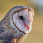 7932 Barn Owl (Tyto alba), Blackland Prairie Raptor Center, Texas